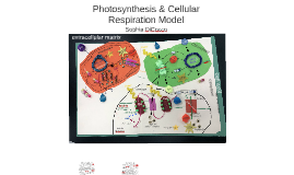 Photosynthesis Cellular Respiration Model By Sophia Dicocco