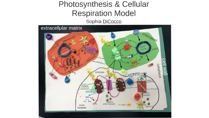 Photosynthesis Cellular Respiration Model By Sophia Dicocco