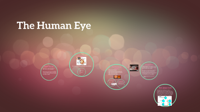 The Human Eye by Maddy Vollmer on Prezi