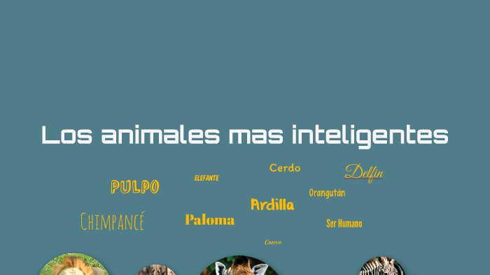 Los animales mas inteligentes by cca instituto