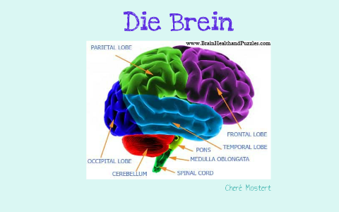 Die Brein by Chere Mostert on Prezi