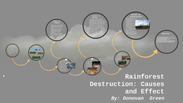 cause and effect essay rainforest destruction