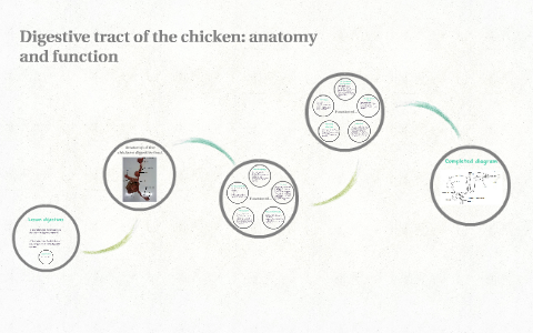 Digestive tract of the chicken: structure and function by Heather Thorn