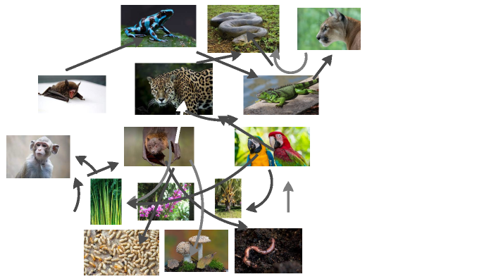 Amazon Food Web By Emanuel Holesome On Prezi