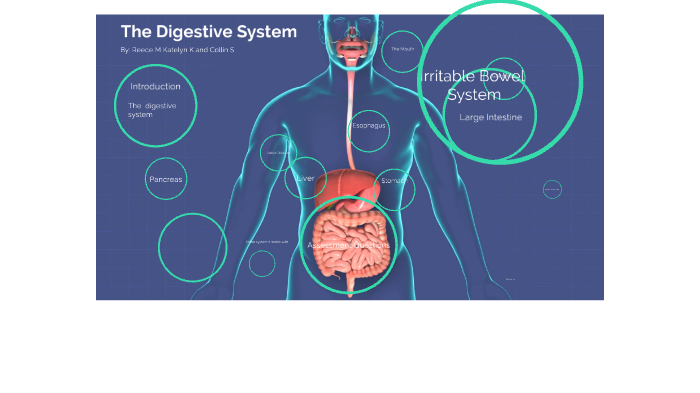 Digestive System by Katelyn Krosky on Prezi