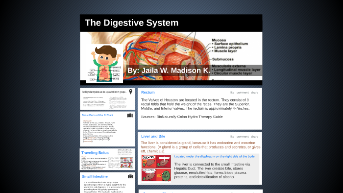 The Digestive System by jaila student on Prezi