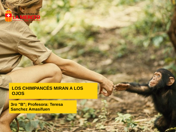 Los chimpancés miran a los ojos by Rocio Bravo on Prezi
