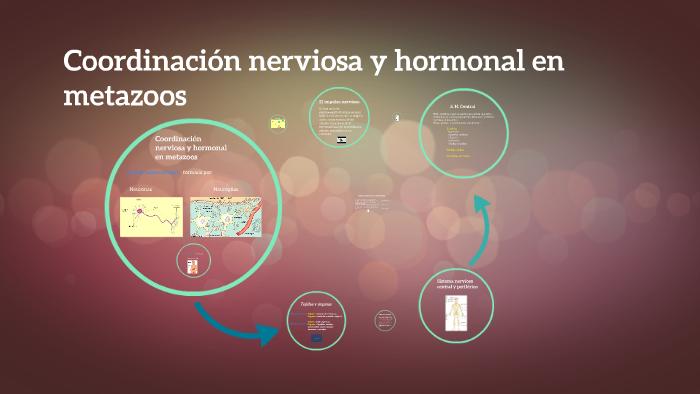 Sistema Endocrino En Vertebrados By Rubén Rubén 