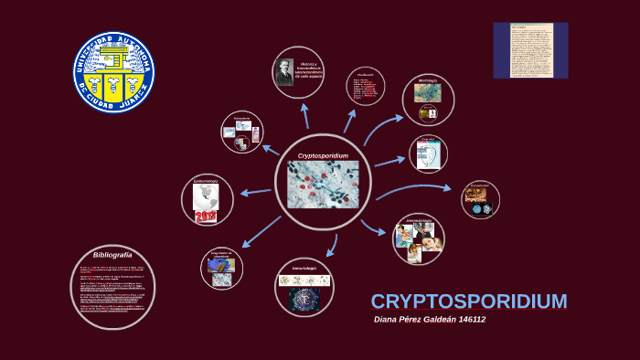 ciclo de vida del criptosporidio