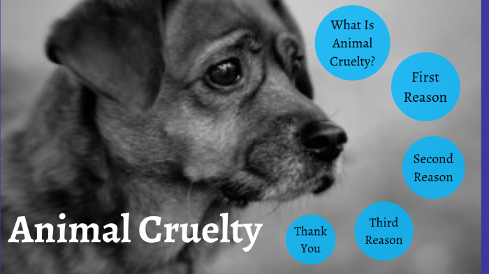 Animal Cruelty Presentation by Nicole Slobodkin