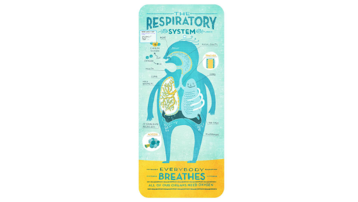 Respiratory System by Katalina Panda on Prezi