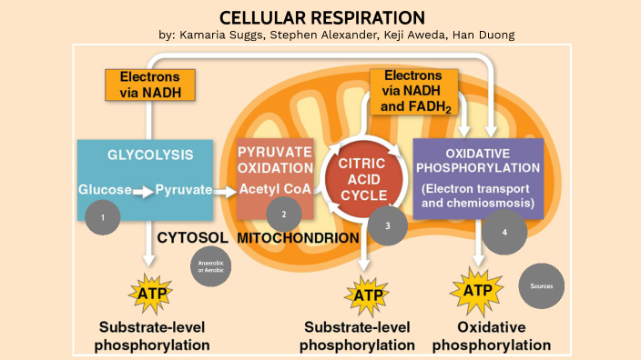oxidative phosphorylation diagram mastering biology