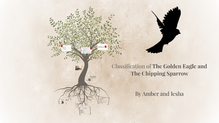 Classification Of The Golden Eagle And The Chipping Sparrow