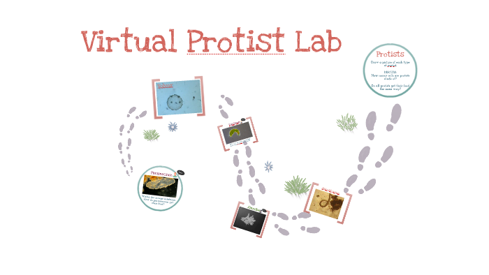 Virtual Protist Lab By Rachel Hill