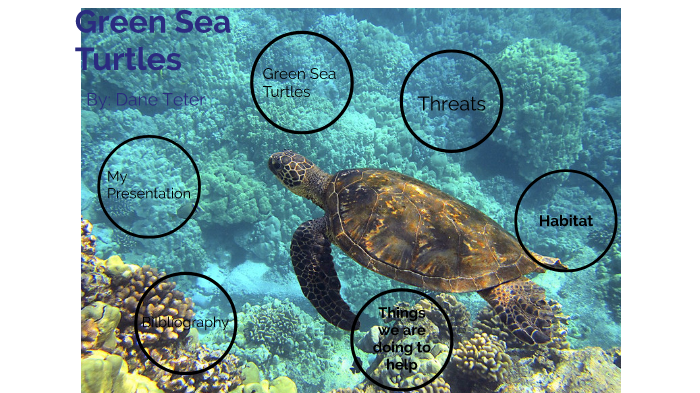 Green Sea Turtles by Dane Teter on Prezi