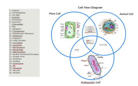 Cell Venn Diagram by natulez zelutan