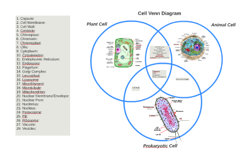 Cell Venn Diagram By Natulez Zelutan