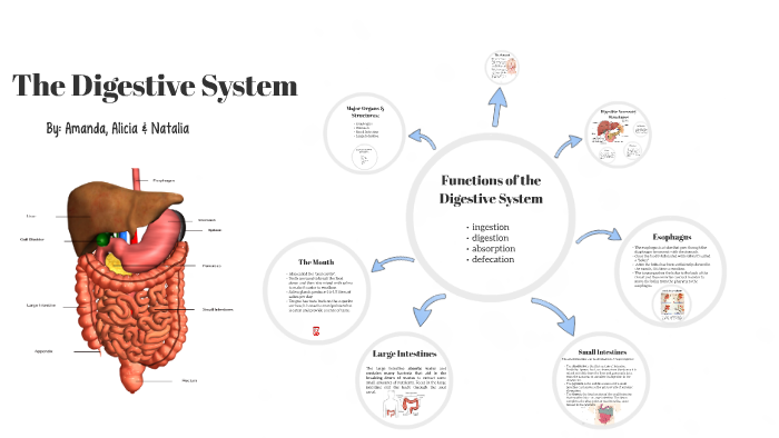 The Digestive System by Amanda Ferrel on Prezi