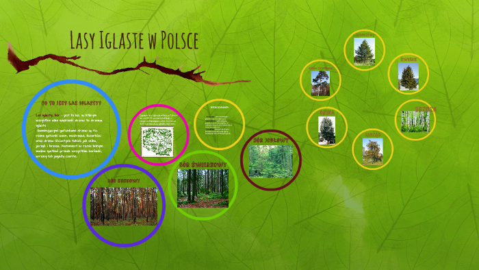 Lasy Iglaste by Katarzyna Przygocka on Prezi