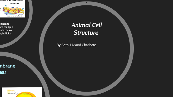 Animal Cell Structure by Bethany Newton on Prezi