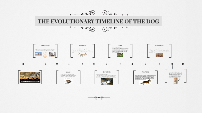 canis lupus familiaris evolution timeline
