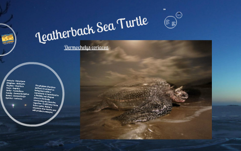 Leatherback Sea Turtle by matthew avoledo on Prezi