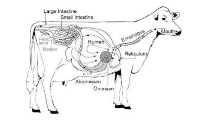 Cow Digestive System by Victoria Olivas on Prezi