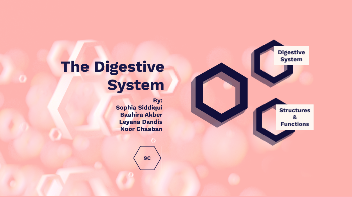 The Digestive System by Sophia Siddiqui on Prezi