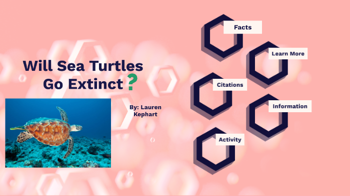 Sea Turtles by Lauren Kephart on Prezi