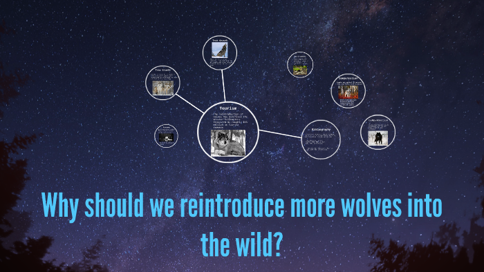 Why should we reintroduce more wolves into the wild? by MacKenzie ...