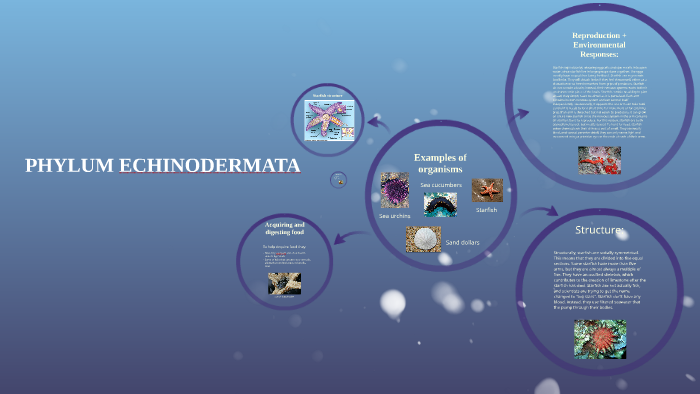 Phylum Echinodermata by Holly M on Prezi