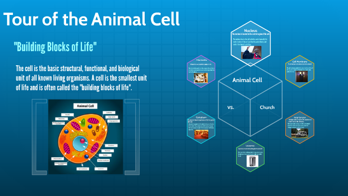 Animal Cell Analogy Vs Church By Erica Walters