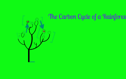The Carbon Cycle of a Rainforest by Chevrotain Rainforest on Prezi