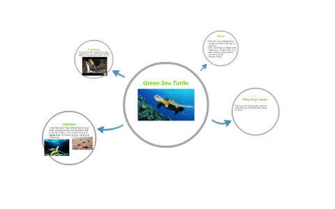 Green Sea Turtle by Juliette Cortez on Prezi