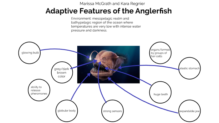 Adaptive Features of the Anglerfish by Kara Regnier on Prezi