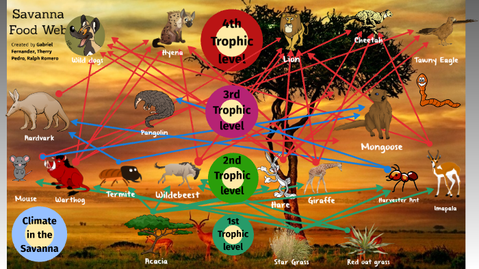 Savanah Ecosystem Python Savanna Ecosystem by Therry Pedro on Prezi