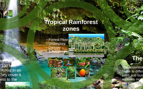 Tropical Rainforest zones by Rachel Sanders on Prezi