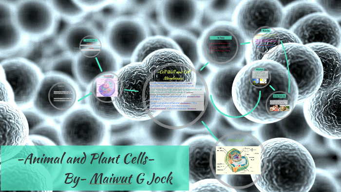 -Animal and Plant Cells- by Maiwut Jock on Prezi