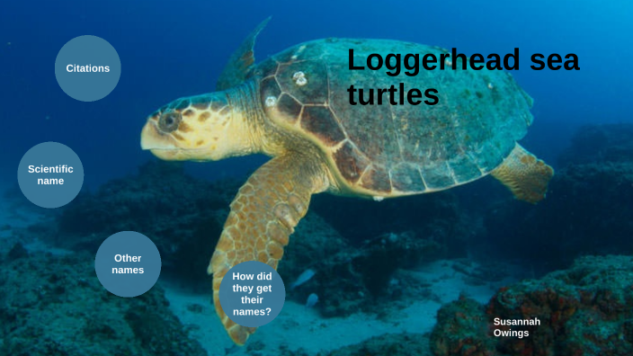 Loggerhead sea turtle by Susannah Owings on Prezi