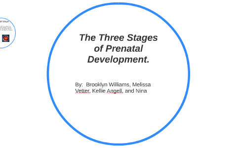The Three Stages of Prenatal Development. by brooklyn williams on Prezi