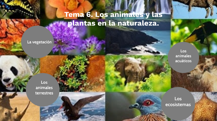 Tema 6. Los animales y las plantas en la naturaleza. by Manuel ...