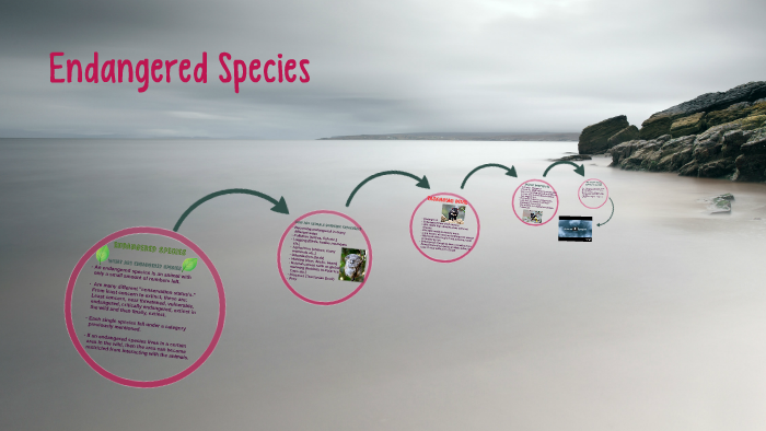 Endangered Species by Nathan Whitty on Prezi