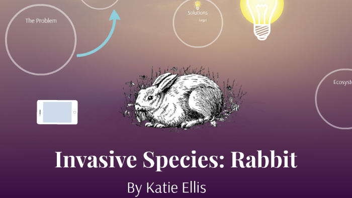 Invasive Rabbit Invasive Species: Rabbit by Katie Ellis on Prezi