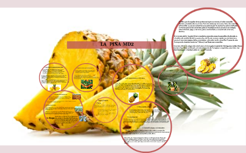 LA PIÑA MD2 by on Prezi