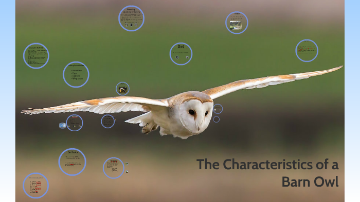 wrapped-up-in-cotton-wool-photos-capture-adorable-newborn-barn-owls