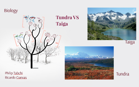 Tundra VS Taiga by Philip T. on Prezi Next