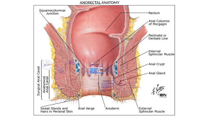 Anorectal Anatomy By Tiffany Hwang On Prezi