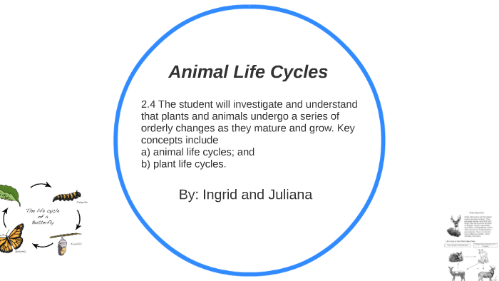Animal Life Cycles by juliana layne on Prezi Next