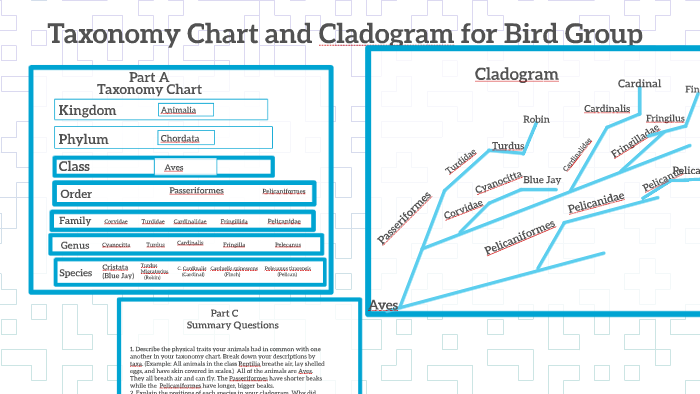 Blue Jay Robin Cardinal Finch And Pelican Taxonomy Chart