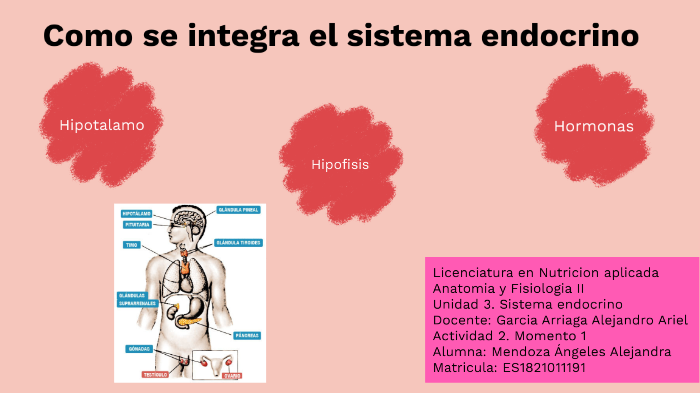 Como se integra el sistema endocrino parte 1 by Ale Mendoza on Prezi